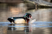 Mating Wood Ducks