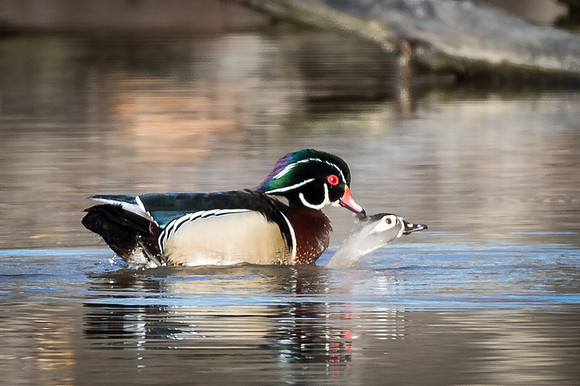 Mating Wood Ducks