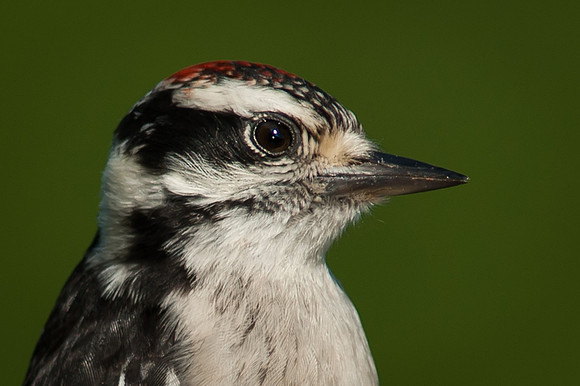 Downy Woodpecker, Juvenile