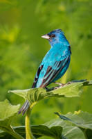 Indigo Bunting
