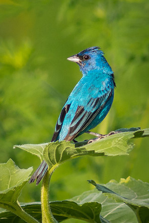 Indigo Bunting