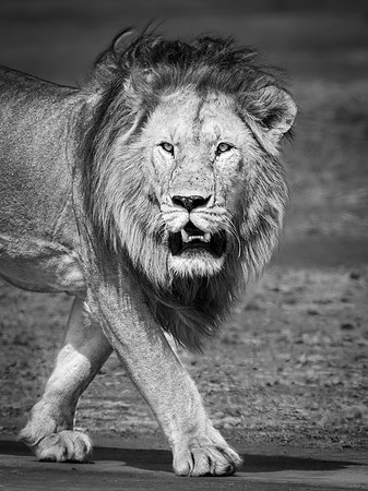 Male Lion, Black & White