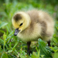 Baby Canadian Gosling