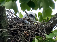 Mississippi Kite Nesting