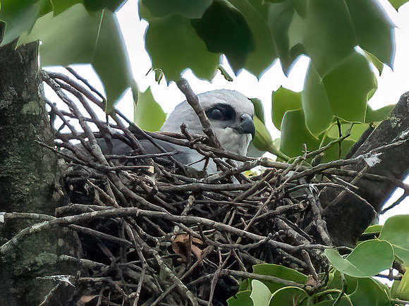 Mississippi Kite Nesting