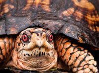 Eastern Box Turtle