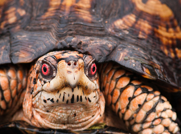 Eastern Box Turtle