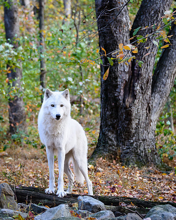 Arctic Wolf