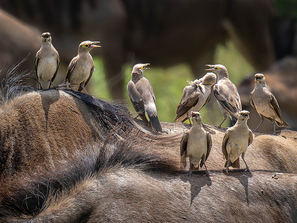 Wattled Starling