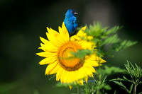 Indigo Bunting on Sunflower