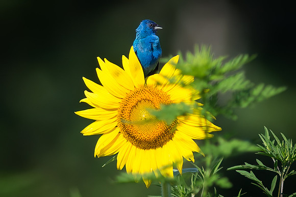 Indigo Bunting on Sunflower