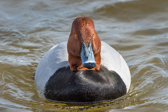 Redhead Drake
