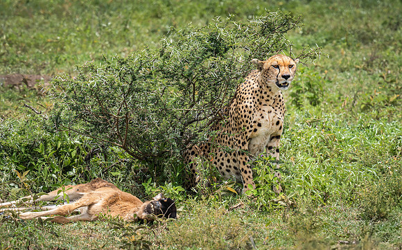 Cheetah with a kill