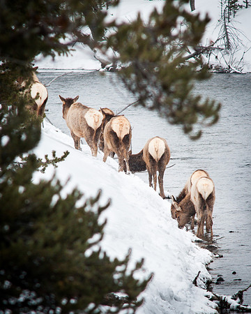 Elk Butt