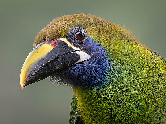 Northern Emerald Toucanet