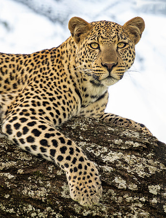 Leopard