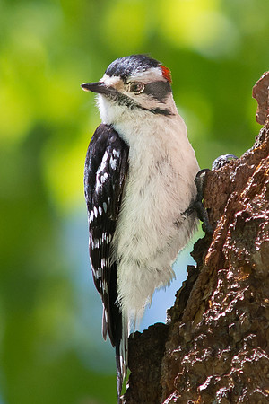 Downy Woodpecker