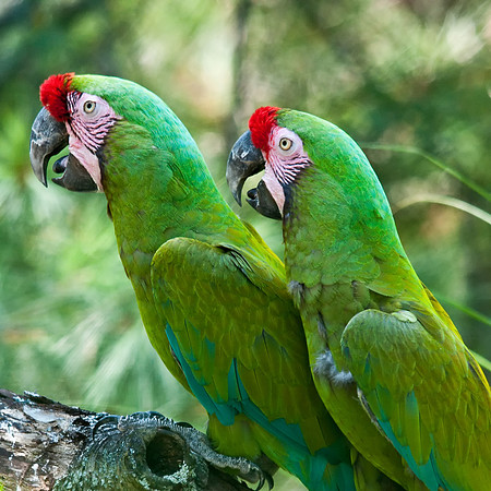 Military Macaws