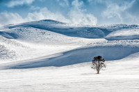 Hayden Valley Tree