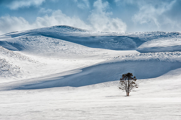 Hayden Valley Tree