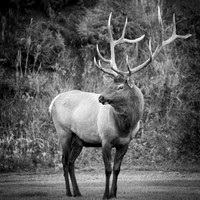 Bull Elk B&W