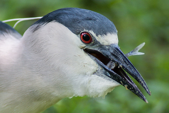 Black Capped Night Heron