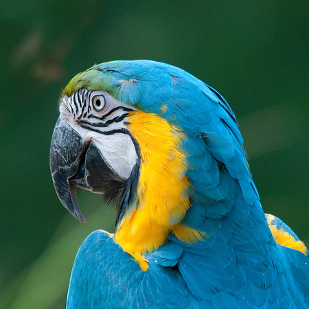 Blue & Gold Macaw