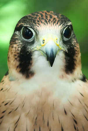 Peregrine Falcon