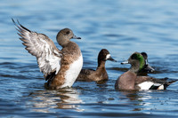 American Wigeon's