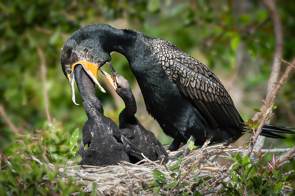 Cormorant Feeding Babies