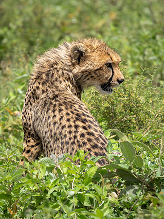 Cheetah