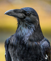 Raven