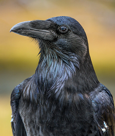 Raven