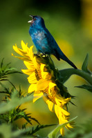 Indigo Bunting on Sunflower