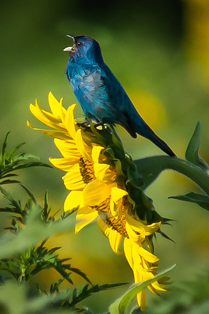 Indigo Bunting on Sunflower