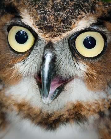 Great Horned Owl