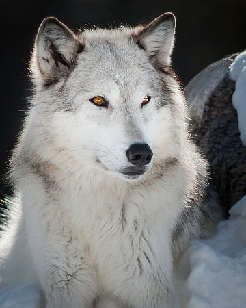 Alpha Female Wolf