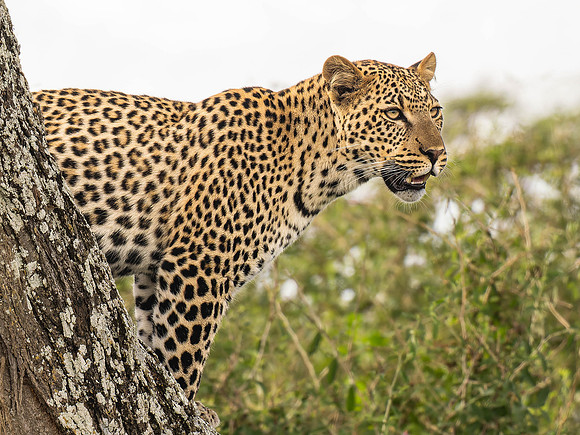 Leopard in a tree