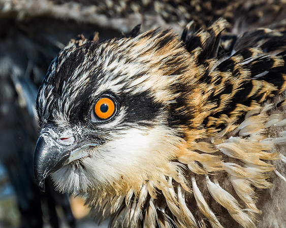 Osprey Chick