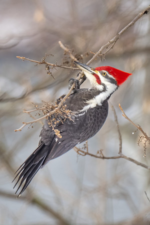 Pileated Woodpecker
