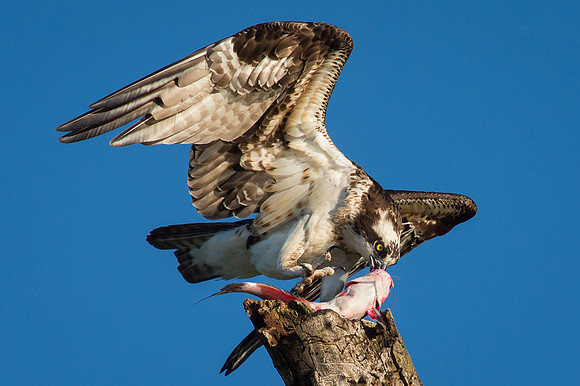 Osprey with Catfish