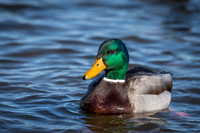 Mallard Drake
