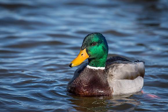 Mallard Drake