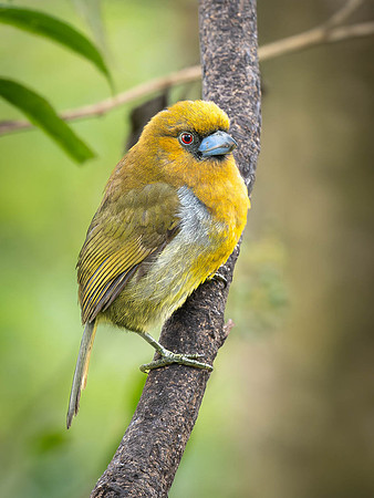Prong-billed Barbet