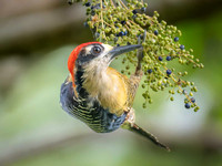 Hoffmann's Woopecker