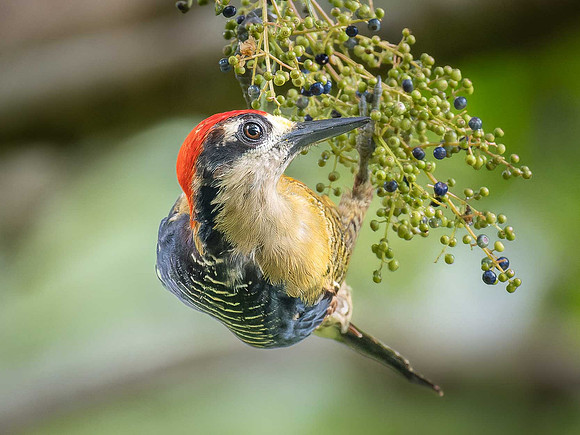 Hoffmann's Woopecker