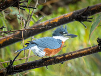 Ringed Kingfisher