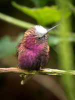 Snowcap Hummingbird