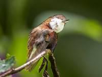 Snowcap Hummingbird