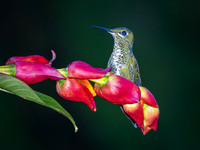 Green-crowned Brilliant, Juvenile